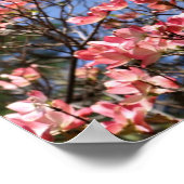 Rosa Dogwood-Blume blüht Poster (Ecke)