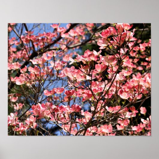 Rosa Dogwood-Blume blüht Poster (Vorne)