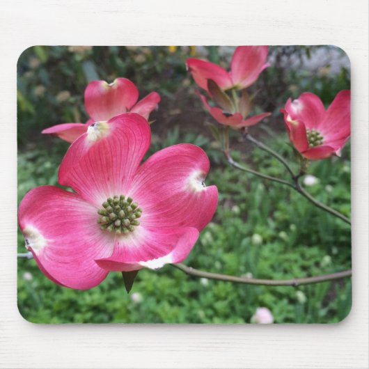 Rosa Dogwood Blume Mousepad (Vorne)
