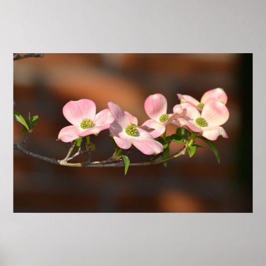 Rosa Dogwood-Blume Poster (Vorne)