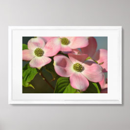 Rosa Dogwood-Blume Poster