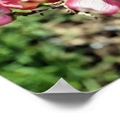 Rosa Dogwood-Blume Poster (Ecke)
