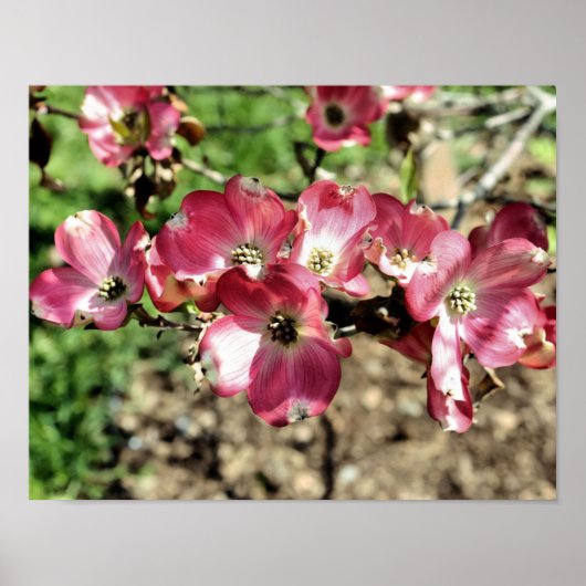 Rosa Dogwood-Blume Poster (Vorne)