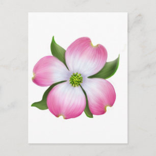 Rosa Dogwood-Blume Postkarte