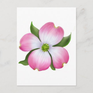Rosa Dogwood-Blume Postkarte