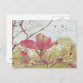 Rosa Dogwood-Blume Postkarte (Vorne/Hinten)