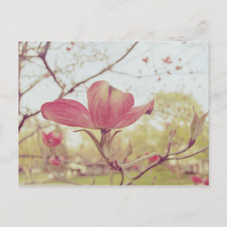 Rosa Dogwood-Blume Postkarte