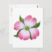 Rosa Dogwood Blume Postkarte (Vorne/Hinten)