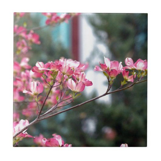 Rosa Dogwood Fliese (Vorderseite)