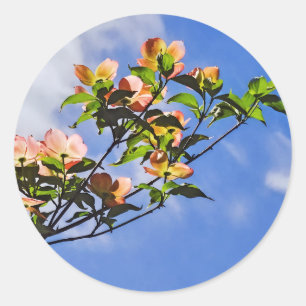 Rosa Dogwood gegen Himmel Runder Aufkleber