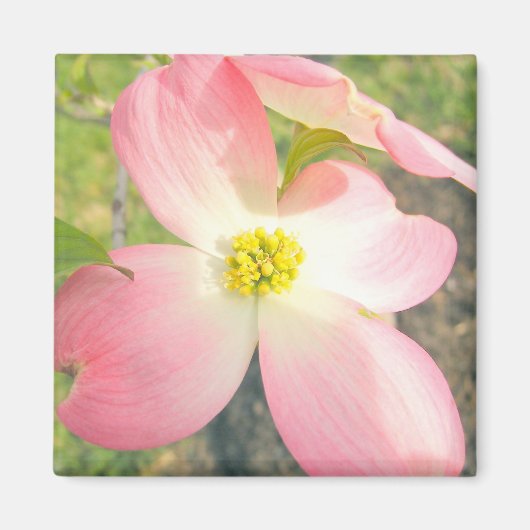Rosa Dogwood Magnet (Vorne)