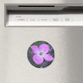 Rosa Dogwood Magnet (In Situ (Geschirrspüler))