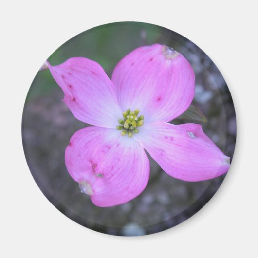 Rosa Dogwood Magnet (Vorne)