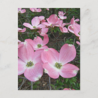 Rosa Dogwood Postkarte