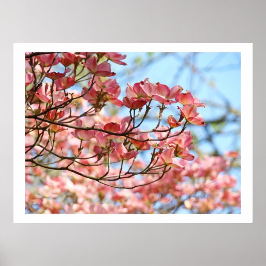 Rosa Dogwood Trees Blume Kunstdrucke botanisch Poster (Vorne)