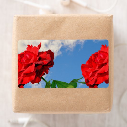 Rosa Don Juan mit blauem Himmel (Insitu)