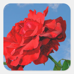 Rosa Don Juan mit blauem Himmel Quadratischer Aufkleber