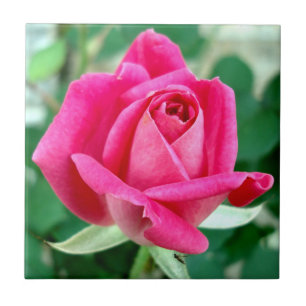 Rosa doppelte knockout Rose Fliese