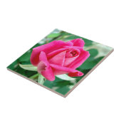 Rosa doppelte knockout Rose Fliese (Seite)