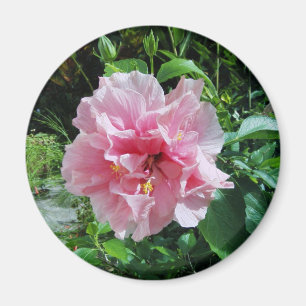 Rosa doppelter Hibiskus-Magnet Magnet