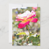 Rosa Double Delight: Flat Card (Vorderseite)