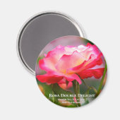 Rosa Double Delight Magnet (Vorderseite/Rückseite)