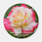 Rosa Double Delight Magnet (Vorne)