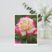 Rosa Double Delight Postkarte (Stehend Vorderseite)