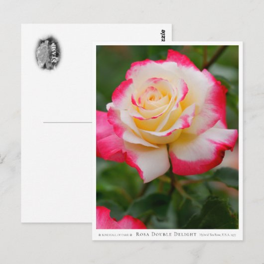 Rosa Double Delight Postkarte (Vorne/Hinten)