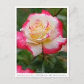 Rosa Double Delight Postkarte (Vorderseite)