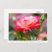 Rosa Double Delight Postkarte (Vorne/Hinten)