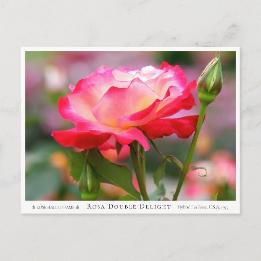 Rosa Double Delight Postkarte (Vorderseite)