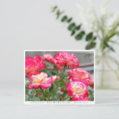 Rosa Double Delight Postkarte (Stehend Vorderseite)