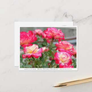 Rosa Double Delight Postkarte