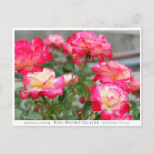 Rosa Double Delight Postkarte (Vorderseite)