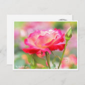 Rosa Double Delight Postkarte (Vorne/Hinten)