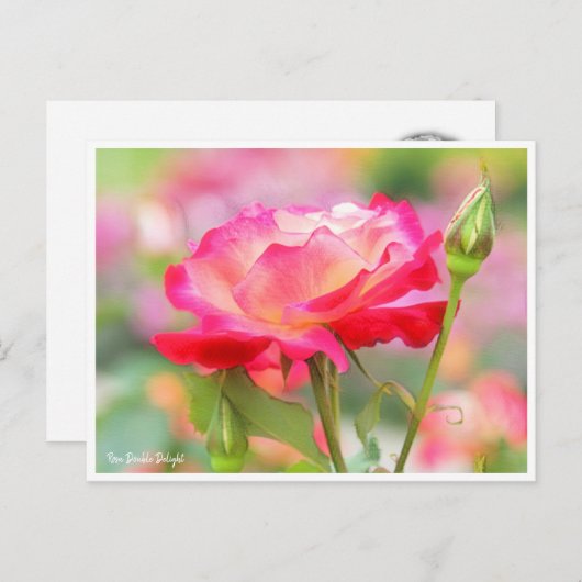 Rosa Double Delight Postkarte (Vorne/Hinten)