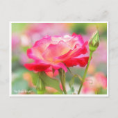 Rosa Double Delight Postkarte (Vorderseite)