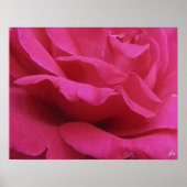 Rosa-Druck Poster (Vorne)