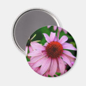 Rosa Echinacea-Blume-Magnet Magnet (Vorderseite/Rückseite)