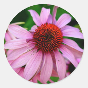 Rosa Echinacea-Blume Runder Aufkleber