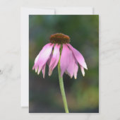 Rosa Echinacea-Blumenzehen Einladung (Rückseite)