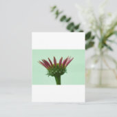 Rosa Echinacea Blütenblume Hintergrund Postkarte (Stehend Vorderseite)