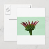 Rosa Echinacea Blütenblume Hintergrund Postkarte (Vorne/Hinten)