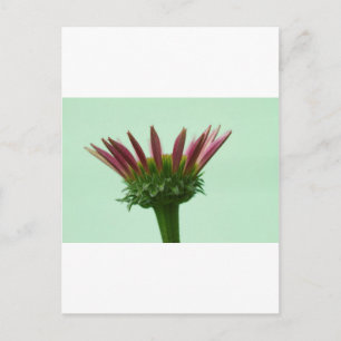 Rosa Echinacea Blütenblume Hintergrund Postkarte