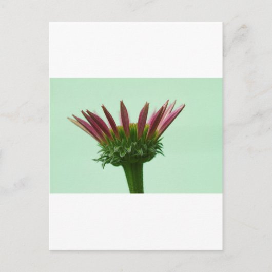 Rosa Echinacea Blütenblume Hintergrund Postkarte (Vorderseite)