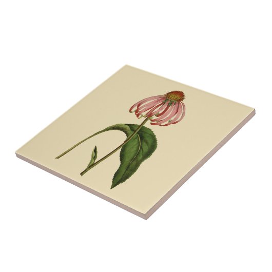 Rosa Echinacea-botanische TAN-Keramik-Fliese Fliese (Seite)