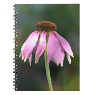 Rosa Echinacea Flower Fotografie Notizblock