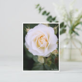 Rosa Edelweiss:Postcard Postkarte (Stehend Vorderseite)