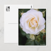 Rosa Edelweiss:Postcard Postkarte (Vorne/Hinten)